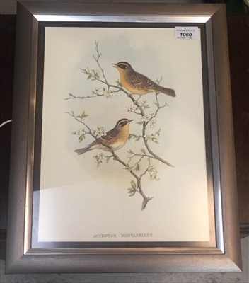 Lot 1060 - A pair of decorative ornithological prints.