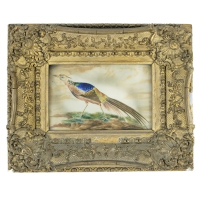 Lot 16 - A 19th century rice paper painting of a Golden Pheasant.
