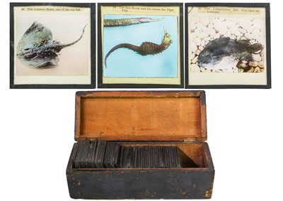 Lot 171 - A collection of magic lantern slides.