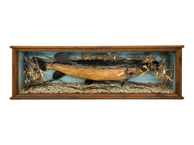 Lot 74 - A taxidermy pike.