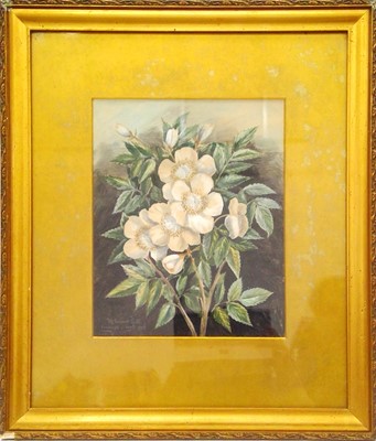 Lot 223 - A floral study, signed M Evans Gill, Tremough,...