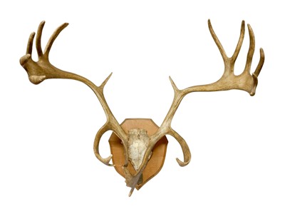 Lot 171 - A set of deer antlers.