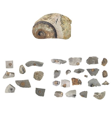 Lot 58 - A collection of fossils.