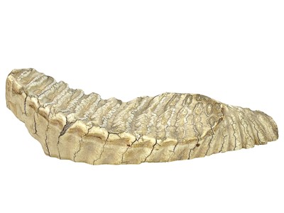 Lot 79 - A large mammoth tooth.