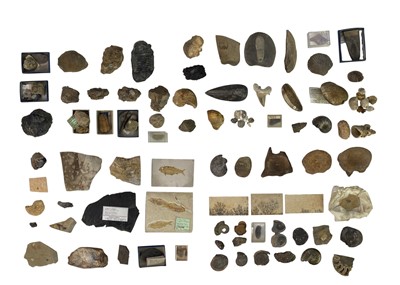 Lot 82 - Natural History. Fossils.