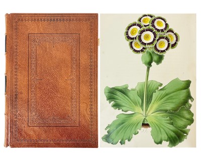 Lot 119 - (Botany Illustrations) Rev. H. H. Dombrain and J. Andrews