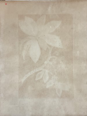 Lot 27 - After Sydney Parkinson (1745-1771)