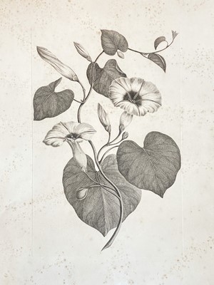 Lot 27 - After Sydney Parkinson (1745-1771)
