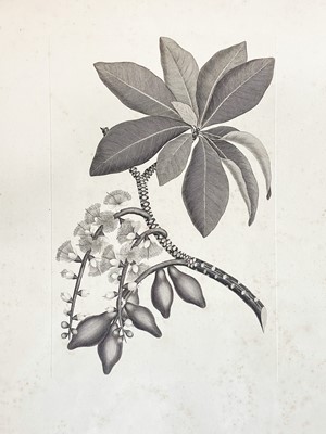 Lot 27 - After Sydney Parkinson (1745-1771)