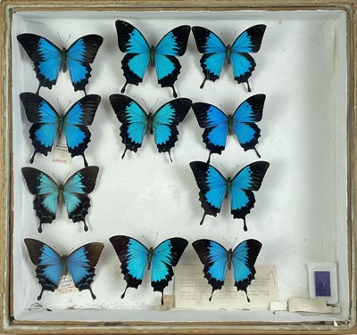 Lot 226 - A cased display of butterflies.