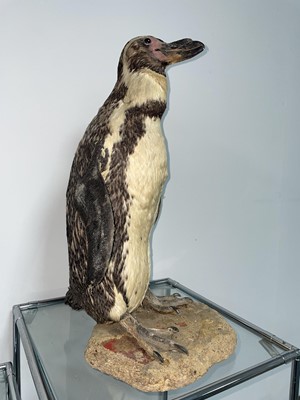 Lot 1090 - Taxidermy & Natural History