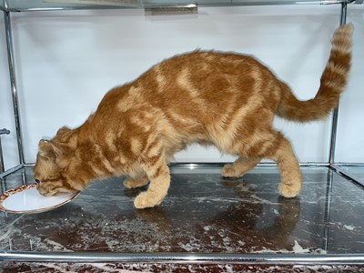 Lot 1108 - Taxidermy & Natural History