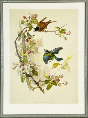 Lot 307 - Fauvette a Tete Noire et Mesange Bleue
