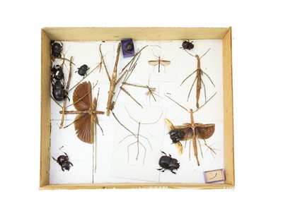Lot 143 - Natural history: a case of stick insects and beetles.