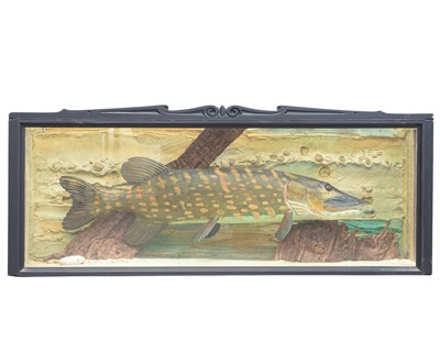 Lot 63A - A cased carved wood model of a pike.