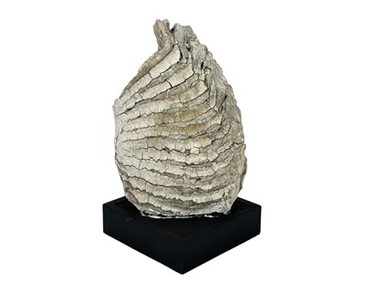 Lot 121 - A fossilised Mammoth tooth.