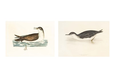 Lot 346 - Gould, J&E