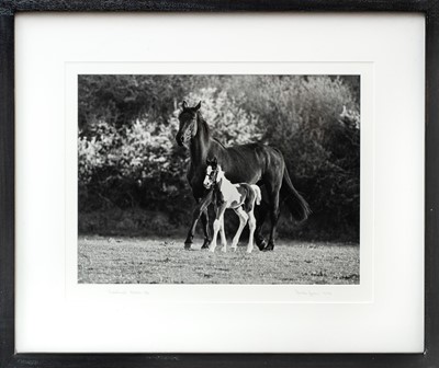 Lot 104 - Ander GUNN (XX-XXI)