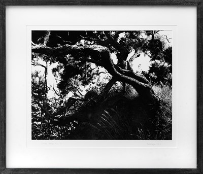 Lot 105 - Ander GUNN (XX-XXI)