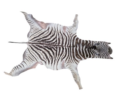 Lot 750 - A Burchell's or Plains Zebra hide/skin rug.