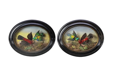 Lot 753 - A pair of domed taxidermy bird wall plaques.