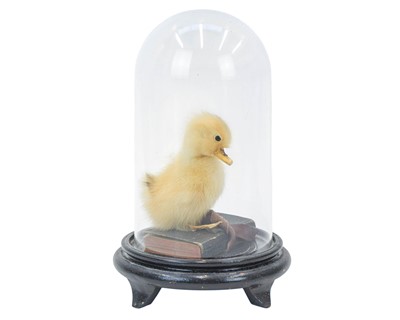 Lot 751 - A Taxidermy duckling.