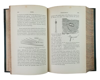Lot 37 - (Presentation Copy, with authors A.L.S.) Albert Gunther