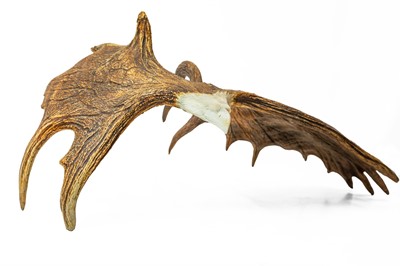 Lot 34 - An eagle carved moose antler signed and dated 'S. Easley ALASKA [19]97'.