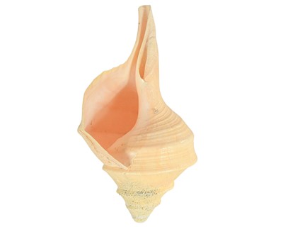 Lot 478 - Conchology. An Australian Trumpet shell (Syrinx aruanus).
