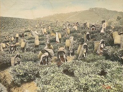 Lot 166 - (Ceylon) Tea Plantation