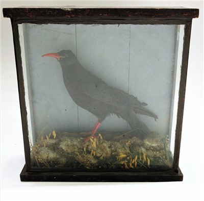Lot 28 - A taxidermy Cornish chough, in glazed display...