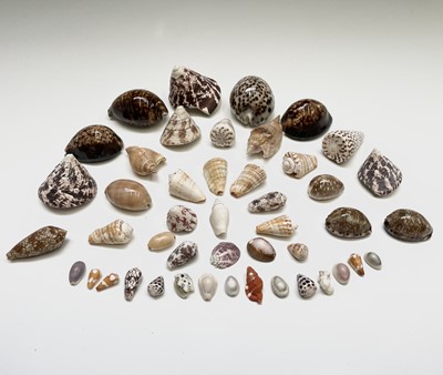Lot 146 - Conchology, A collection of seashells, largely...