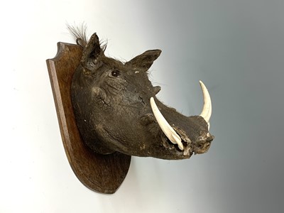 Lot 246 - A taxidermy stuffed warthog head, mounted on...