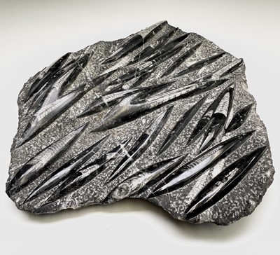 Lot 389 - Natural History - an orthoceras marine fossil....