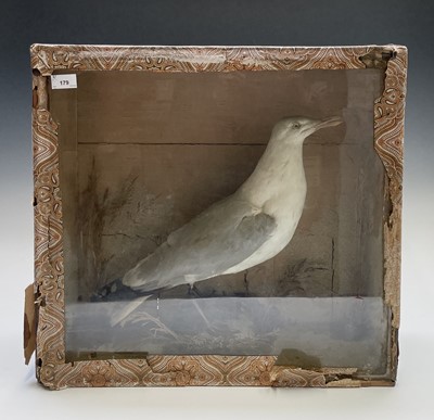 Lot 179 - A taxidermy stuffed seagull, early 20th...