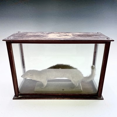 Lot 75 - An albino ferret, in a glazed pine case,...