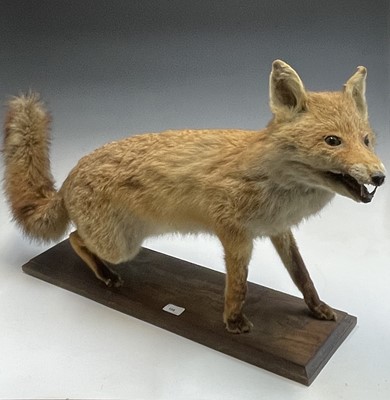 Lot 109 - Taxidermy - a late 19th/early 20th century...