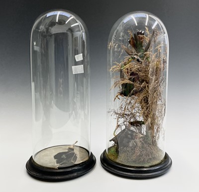 Lot 203 - Taxidermy - a Victorian study of exotic birds...