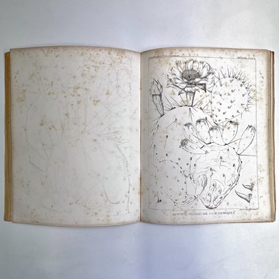 Lot 100 - BOTANICAL and AMERICAN INTEREST. 'Report on...