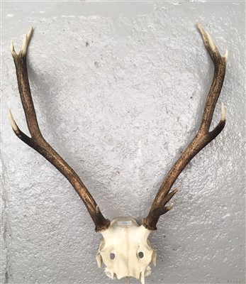 Lot 4 - A pair of antlers with scull.