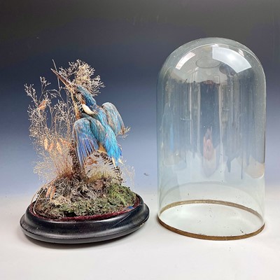 Lot 314 - A Victorian taxidermy kingfisher, mounted on a...