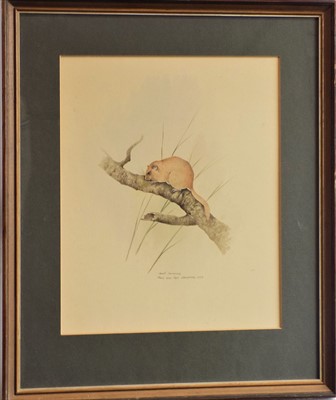 Lot 704 - Robin ARMSTRONG