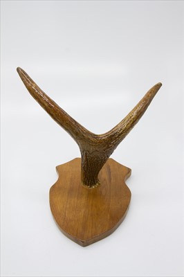 Lot 296 - A pair of antlers mounted on a pair of wooden...