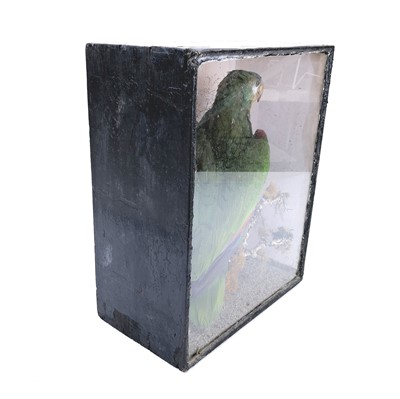 Lot 45 - A late 19th century taxidermy study of a parrot in a glazed display case.