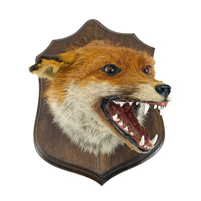 Lot 16 - Taxidermy - a fox mask.