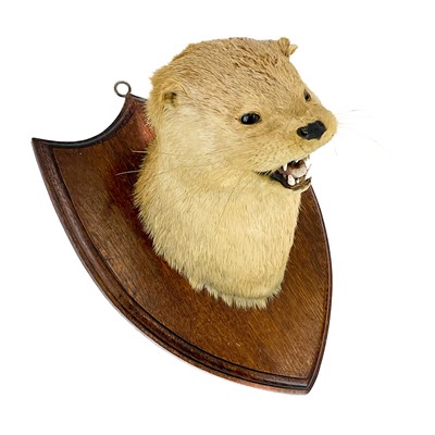 Lot 17 - Taxidermy - an otter mask.