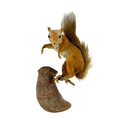Lot 18 - Taxidermy - a study of a red squirrel standing on a branch.